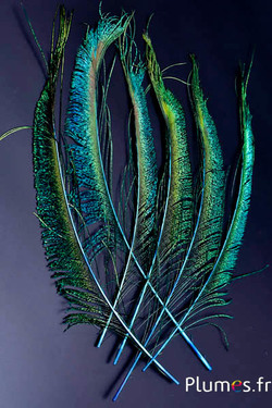 Paon bleu sabre - 30-38 cm - turquoise